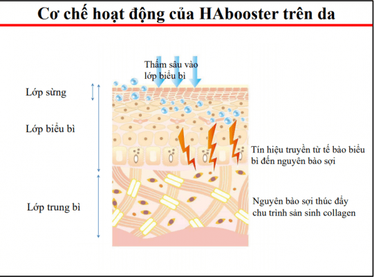 cơ chế hoạt động của HA Boster trên da