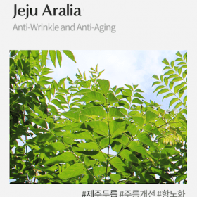 Jeju Aralia (Chiết xuất cây bạch chỉ Nhật Bản)