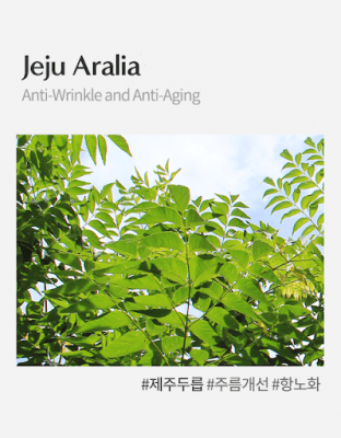 Jeju Aralia (Chiết xuất cây bạch chỉ Nhật Bản)