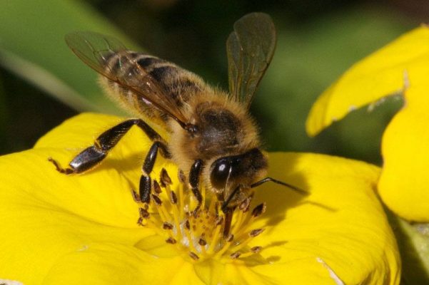 Beetox H chiết xuất từ nọc ong thiên nhiên